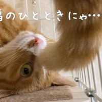 シッポをたらすウラちゃん