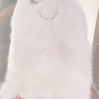 キャットウォークに座る猫