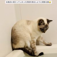 湯船に浸かった尻尾を救い出そうとするシャムミックス