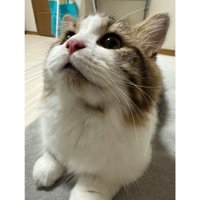 室内にいる猫