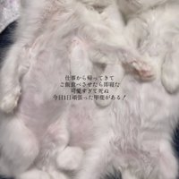 膝の上で眠る子猫たち