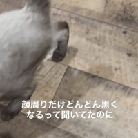 グレーがかった体