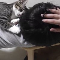 男の子の背中に乗っている子猫