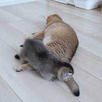 ミミさんの体の上を冒険する赤ちゃん猫