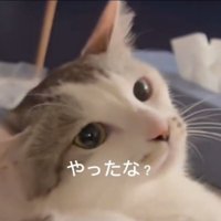 怒る猫