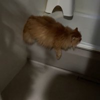 お風呂場に入り込んでいる猫