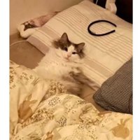 ベッドにいる猫