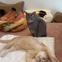 白いラグの上でひっくり返っている薄茶色の猫の背後でお座りをするグレー猫