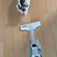 掃除機を追いかける三毛猫