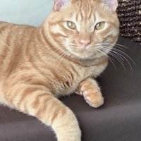 カメラ目線の猫