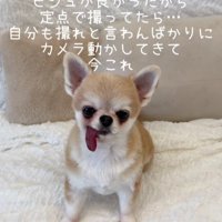 座っている犬