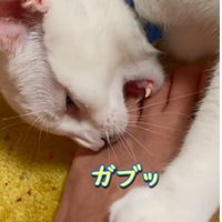 牙を見せてパパさんの足にかじりつく猫