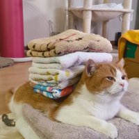 タオルを背中に乗せて目を細める猫