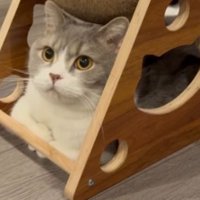 爪とぎの下の猫