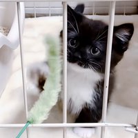 おもちゃで遊ぶ赤ちゃん猫