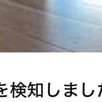 見守りカメラにうつる猫