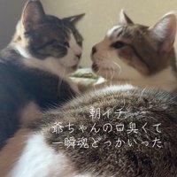 顔を向かい合わせる2匹の猫