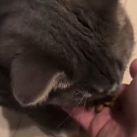 ごはんを食べる猫
