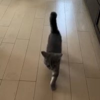駆け寄ってくる子猫