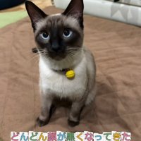 顔が黒い猫