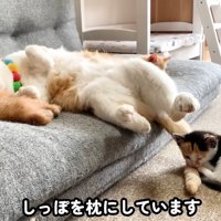 床で丸くなる子猫