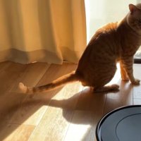 お掃除ロボットを見ている茶トラ猫