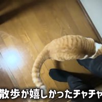 人の足元にいる猫