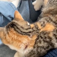 座る猫