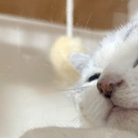 寝ている猫の顔