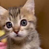 ダンボールに入っている子猫