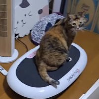 ダイエットマシンに揺られて小刻みに震える猫