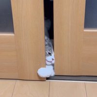 ドアの隙間にクロスさせた前足を入れる猫