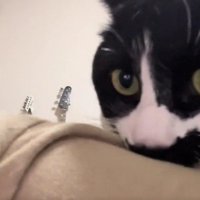 飼い主の服を噛む猫