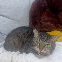 布団の上で鳴いている猫