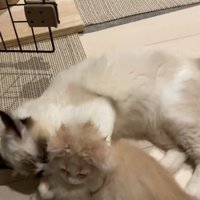 同居猫を抱きしめる猫