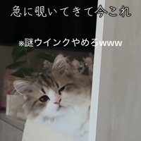 ウインクする猫