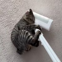 掃除機の頭にしがみつく猫