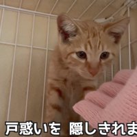 人の手を見る子猫