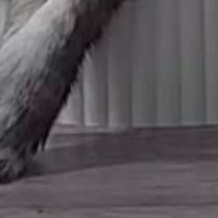 ペットカメラに映る猫