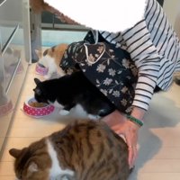 姿勢を正す猫