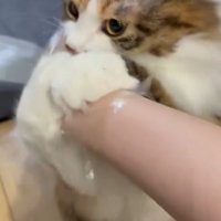 手袋に飛びつく