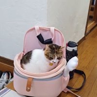 カバンの中に入って下を向く猫