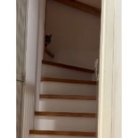 階段にいる猫