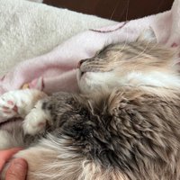 熟睡する茶色の猫の顔