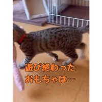 オモチャと猫