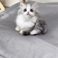 クッションの上に座る子猫