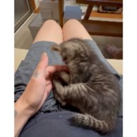 室内にいる猫