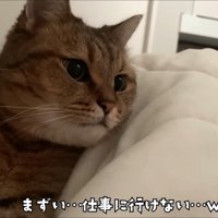 布団にすっかり座り込んで遠くを見ている猫