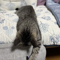 下を見る猫