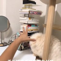 パーにしている飼い主の手の近くにいる顔が見えない猫